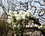 丁香花