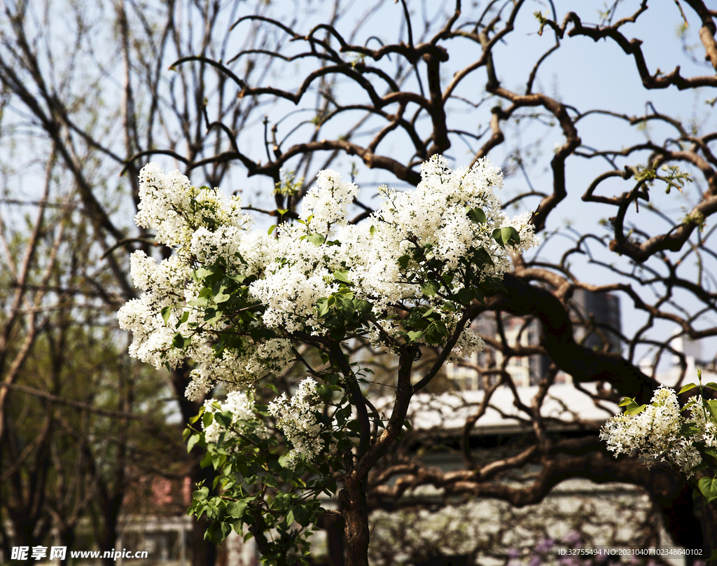 丁香花