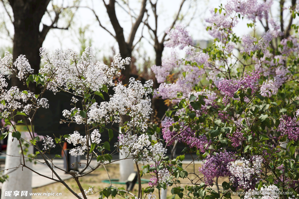 丁香花