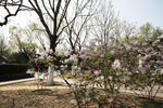 春天 丁香花