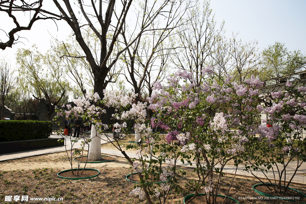 春天 丁香花