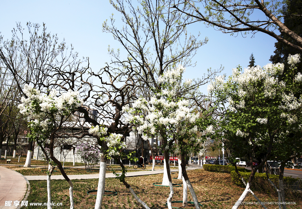 丁香花