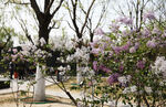 丁香花