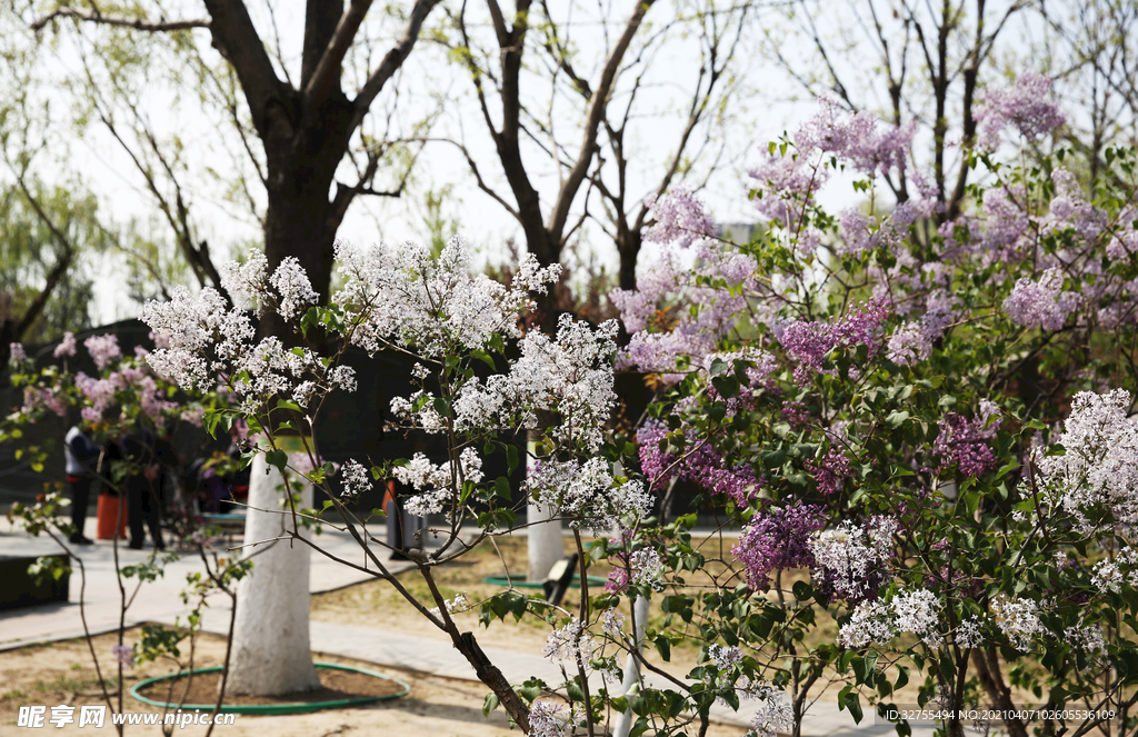 丁香花