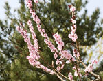 春天 花