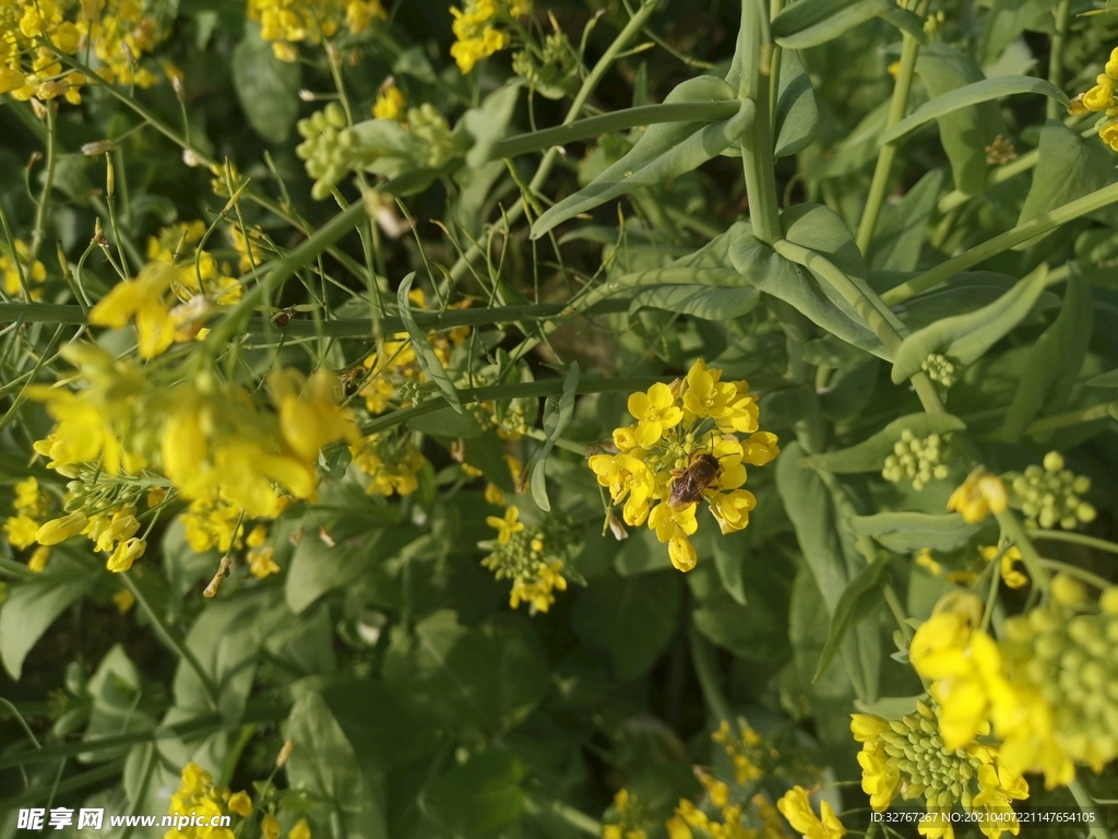 油菜花
