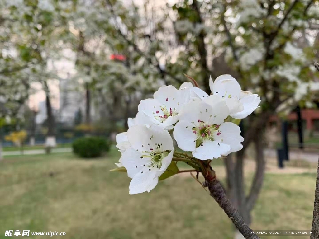 校园春色