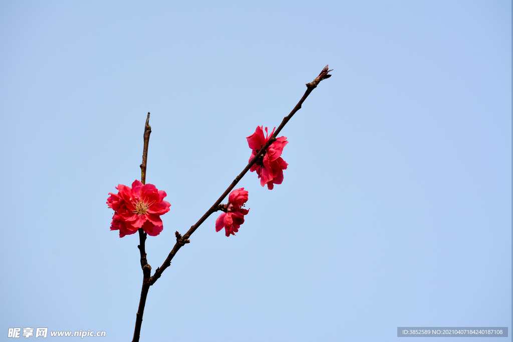 红色梅花 朱砂梅高清