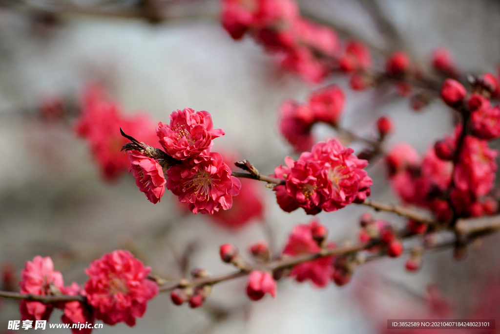 红色梅花