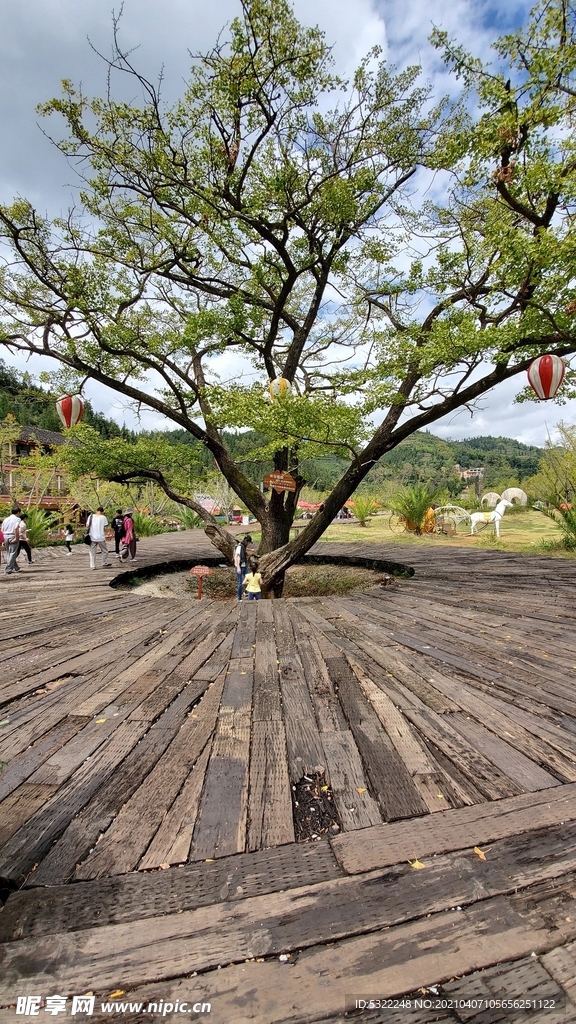 千年银杏树