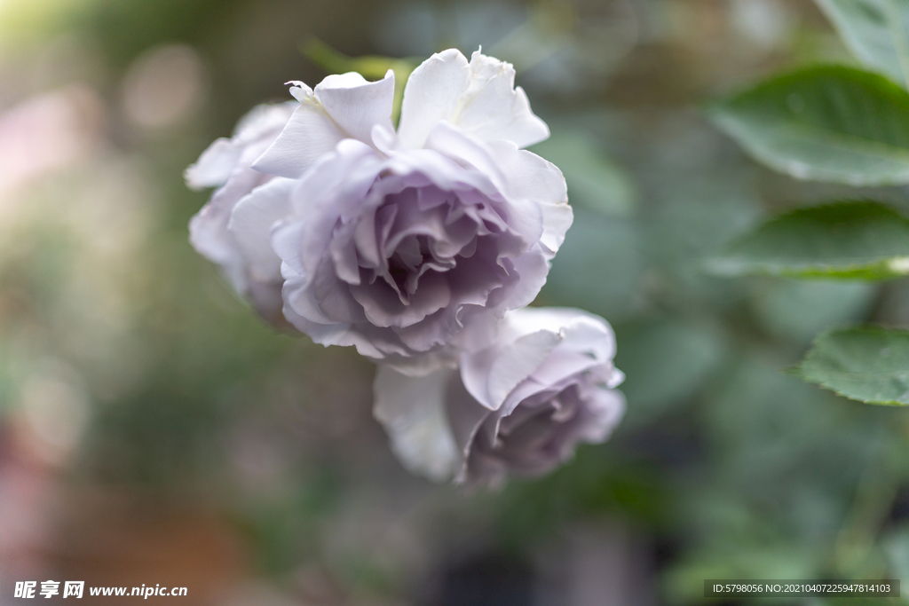 月季花 长春花 月月红 玫瑰花