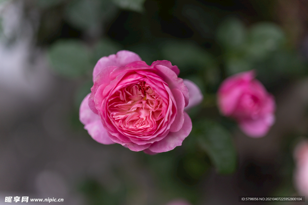 月季花 长春花 月月红 玫瑰花