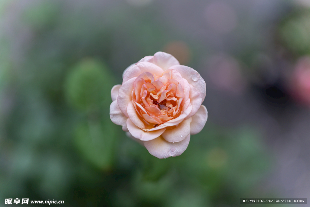 月季花 长春花 月月红 玫瑰花