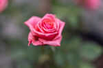 月季花 长春花 月月红 玫瑰花