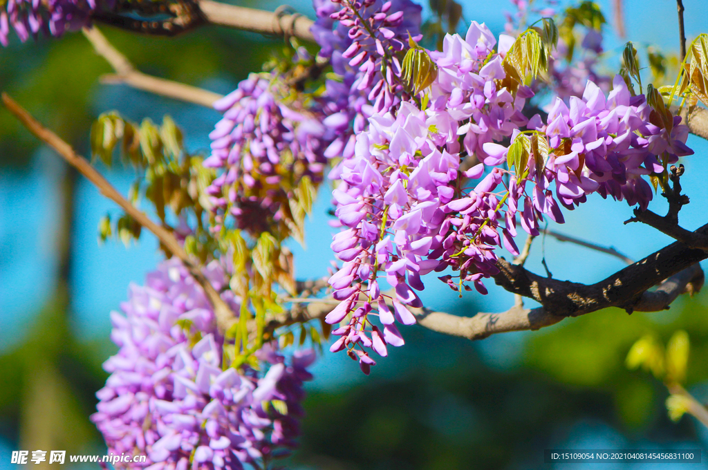 紫藤花 春暖花开