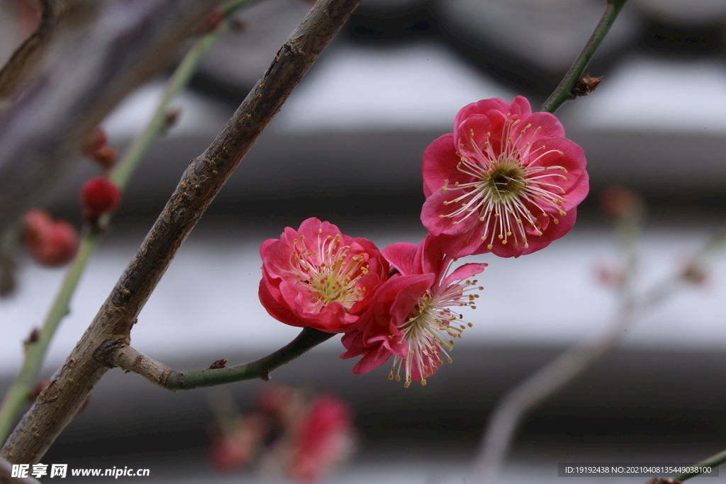 梅花