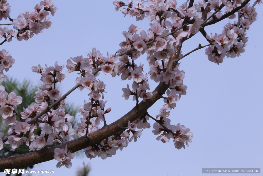 山桃花