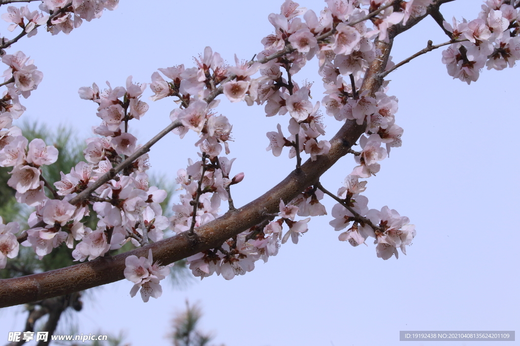 山桃花 