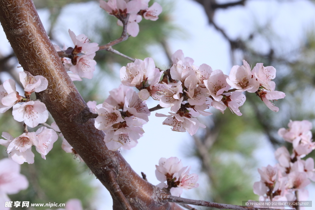 山桃花