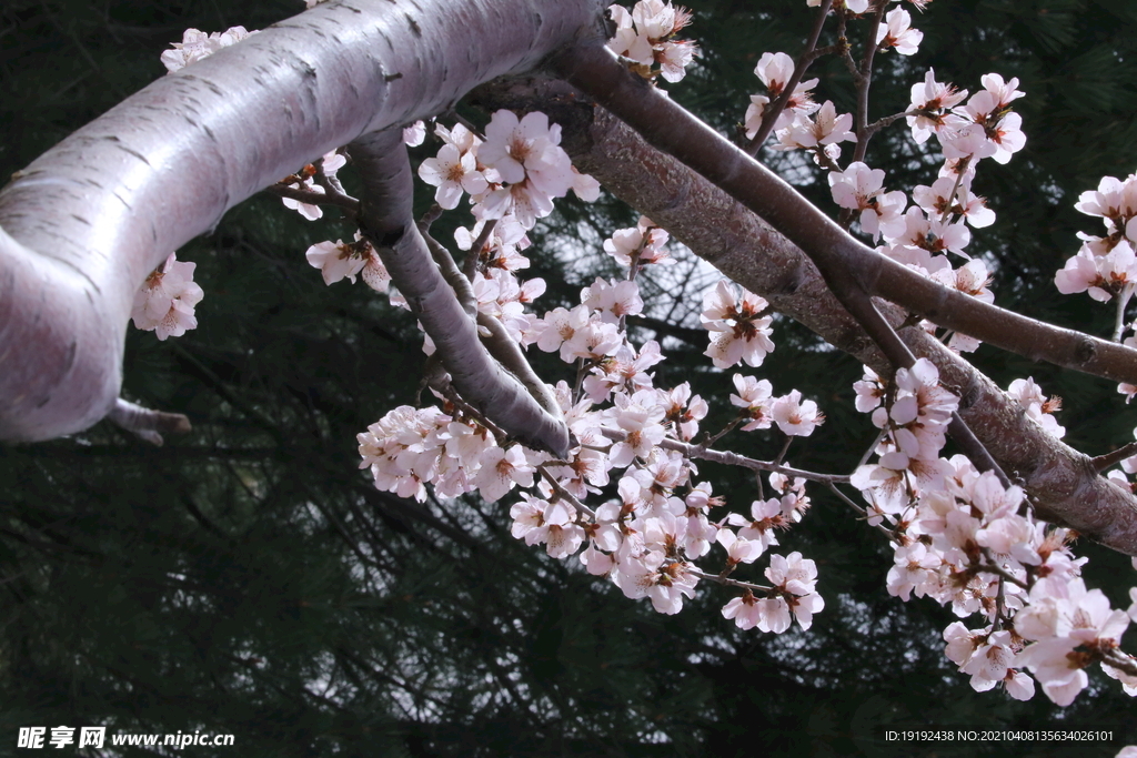 山桃花 