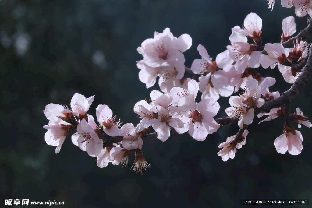 山桃花 