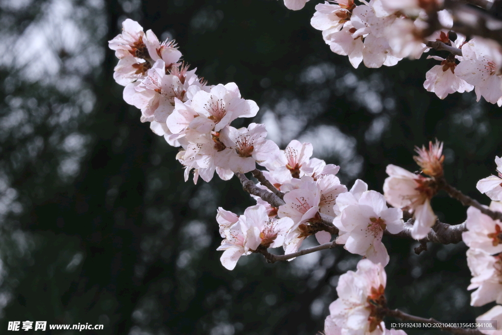 山桃花 