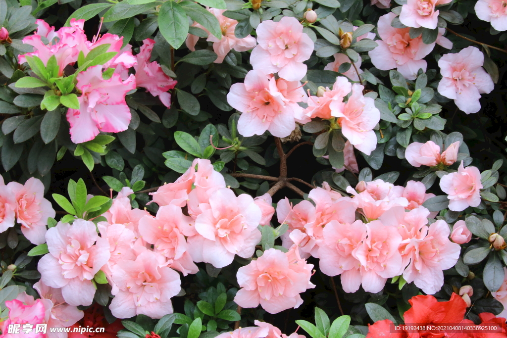 杜鹃花