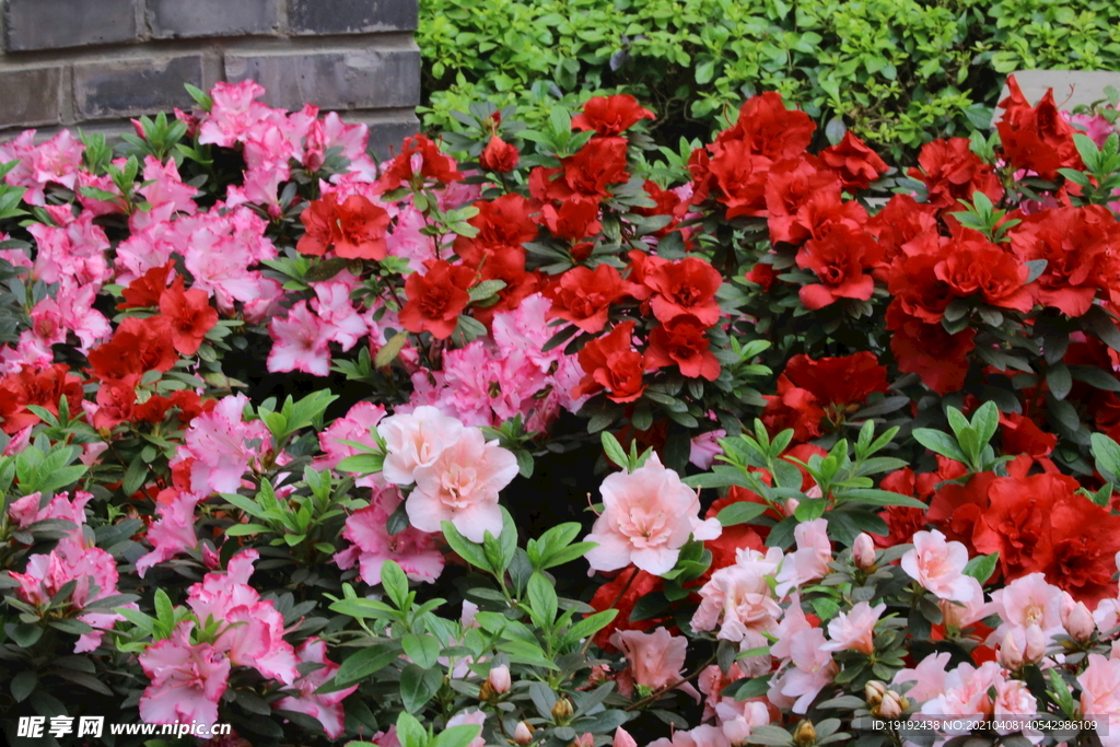 杜鹃花