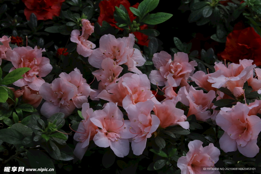 杜鹃花
