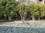 郑州  永威   森林花语  