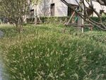 郑州  永威   森林花语  