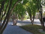 郑州  永威   森林花语  