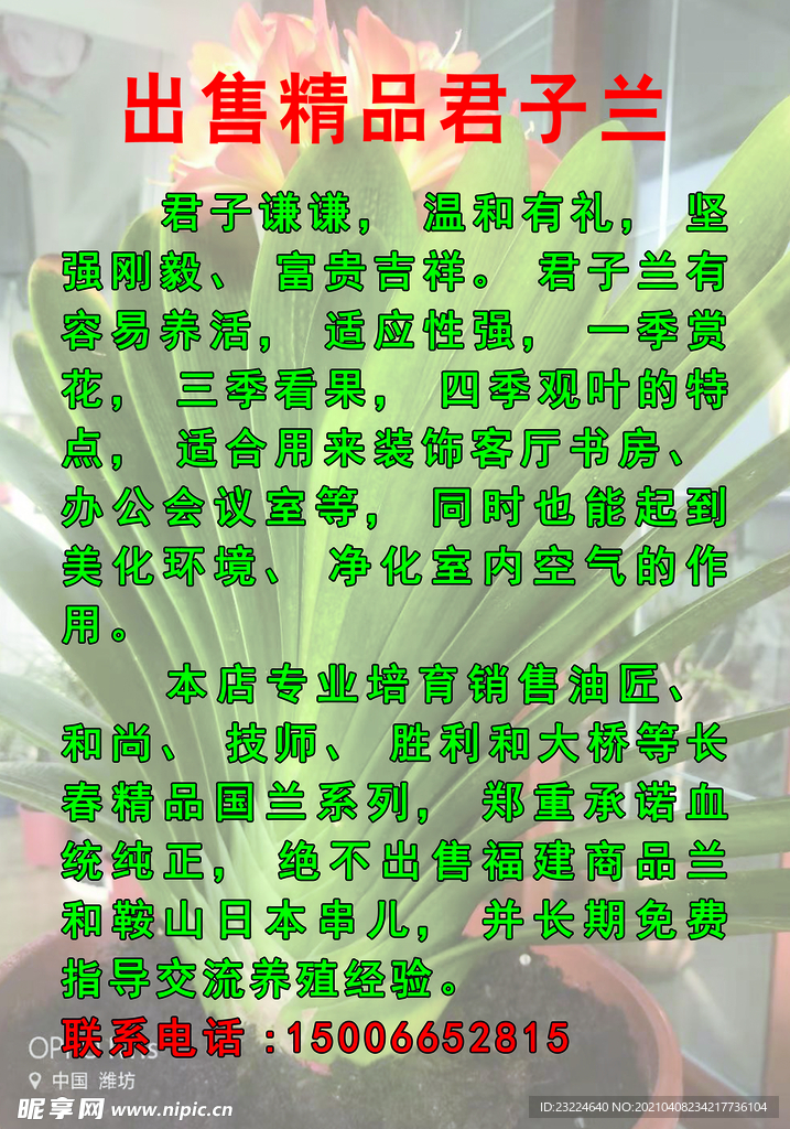 君子兰介绍