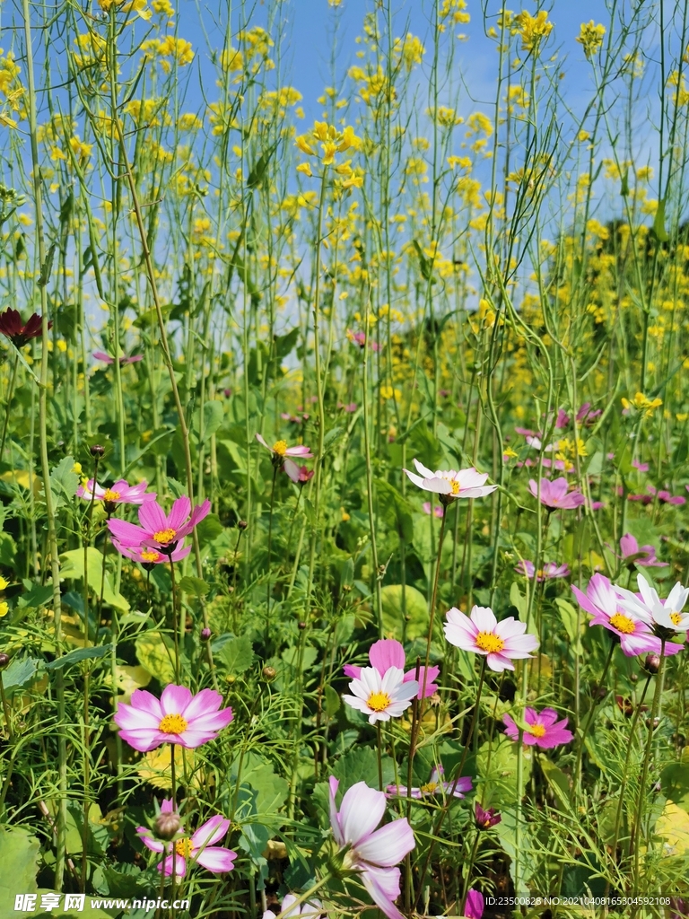 格桑花遇见油菜花