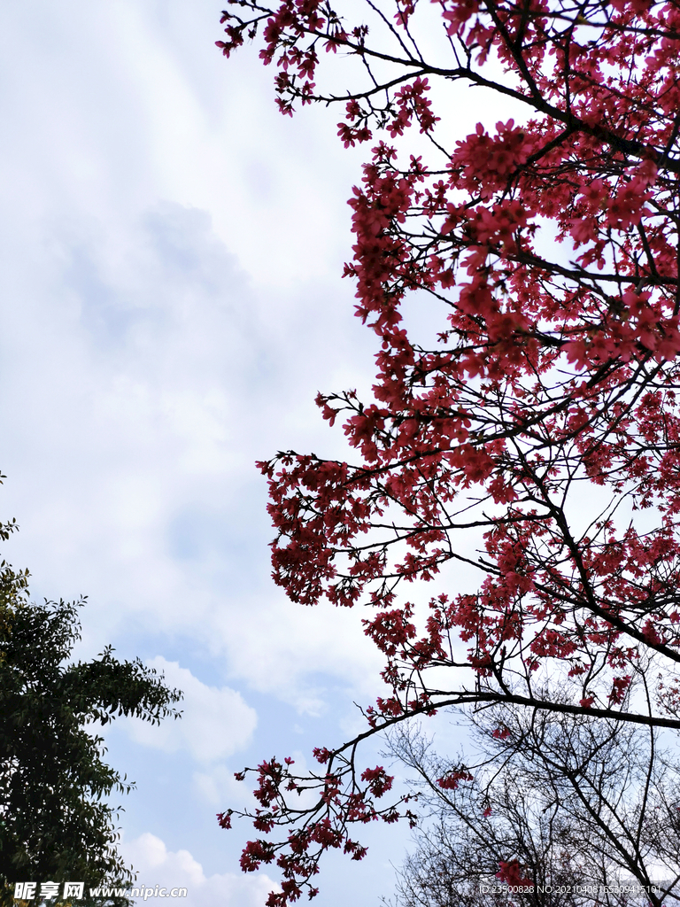 樱花晴空