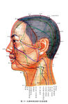 人体经络图  穴位 经脉 健康