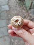 蘑菇