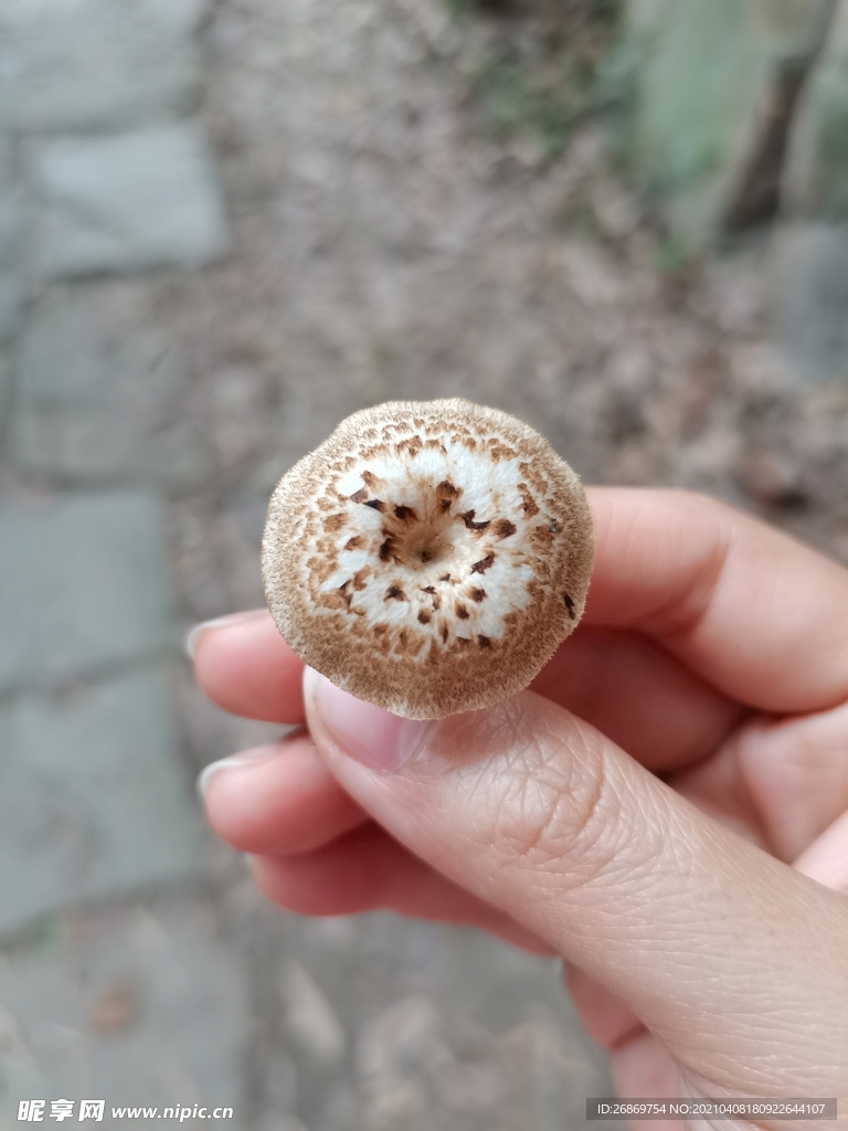 蘑菇