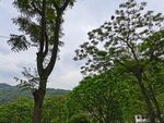 树林