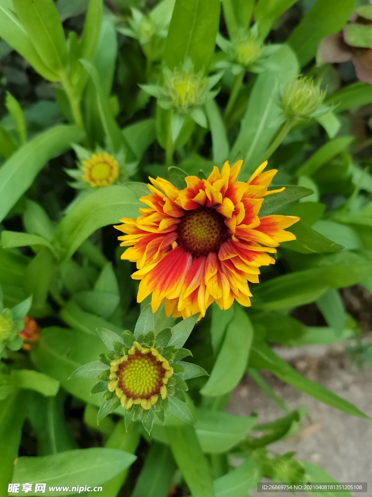 大丽花
