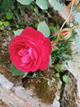 玫瑰花