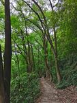 张飞古道