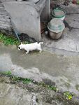 小白狗