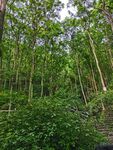 林荫古道