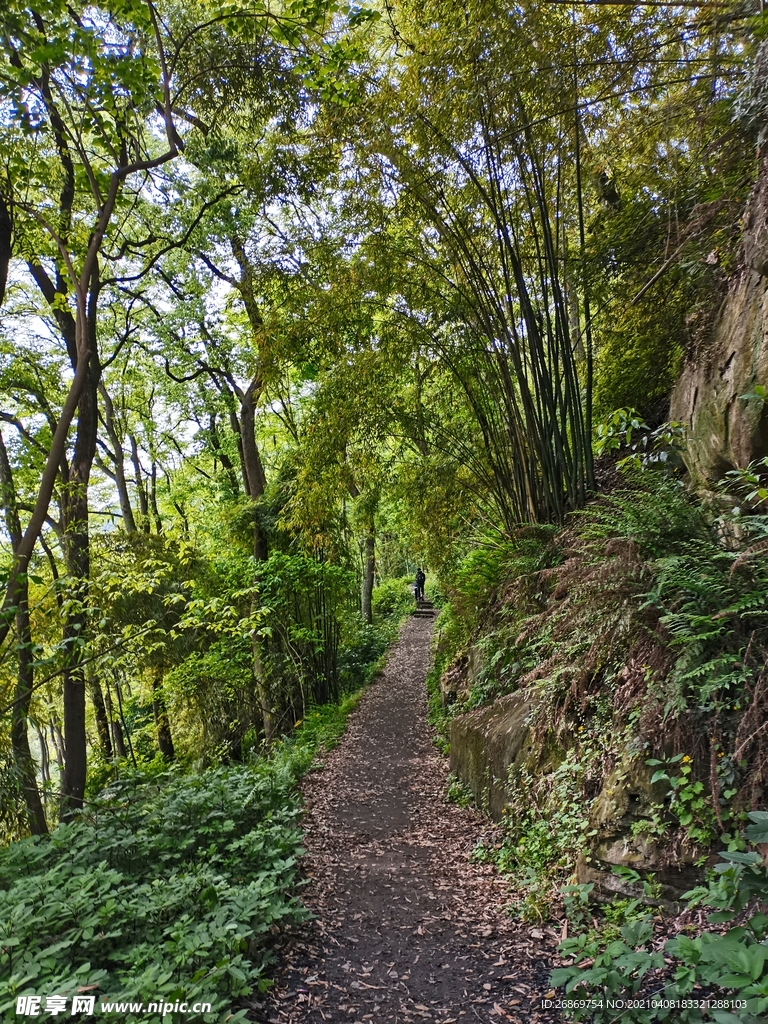 张飞古道树林丛林路