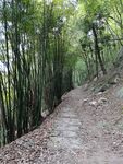 竹林小路