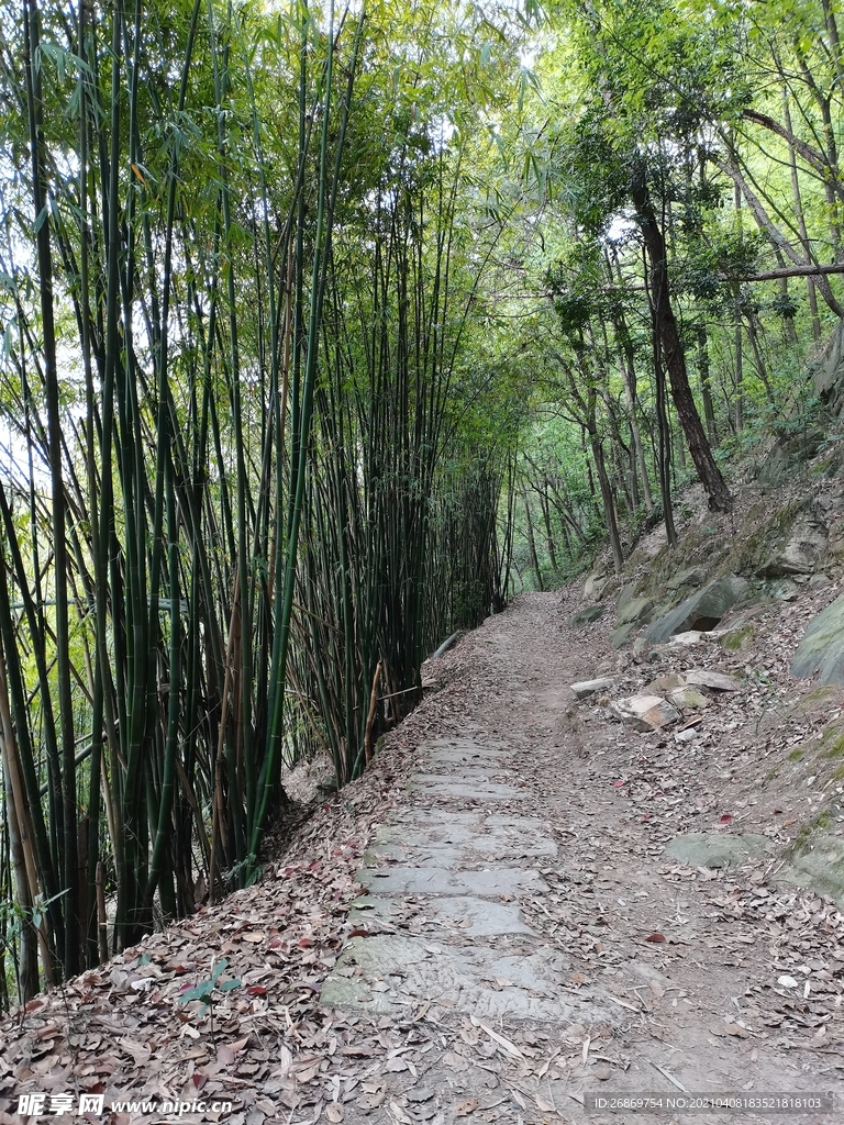 竹林小路