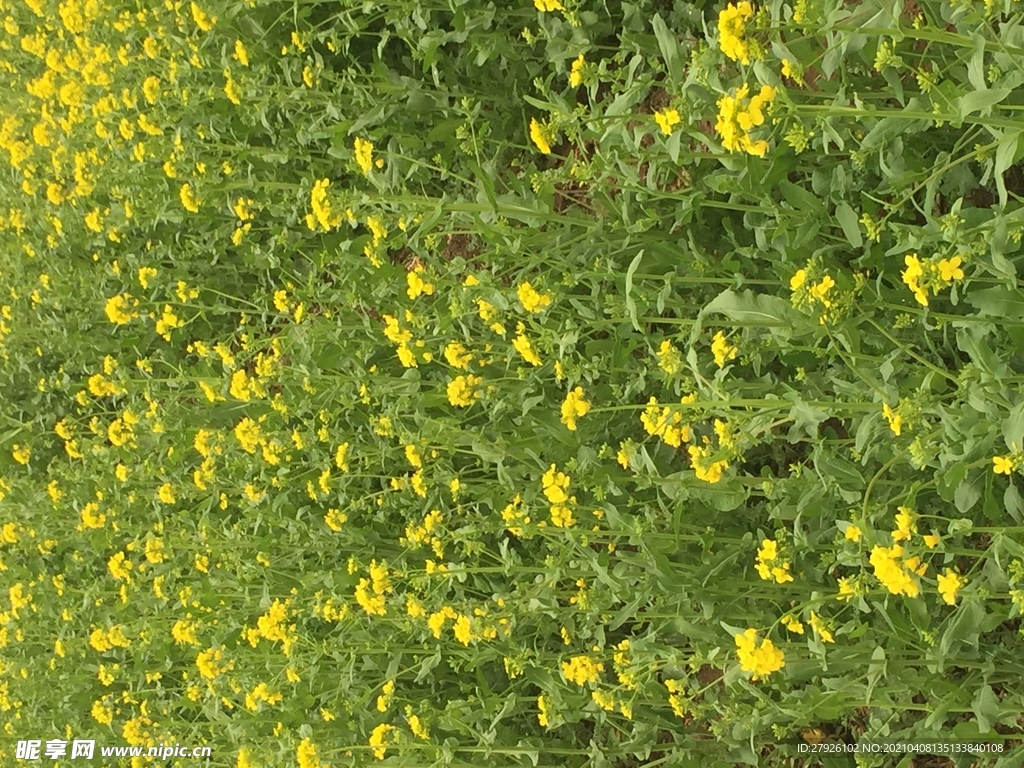 油菜花开