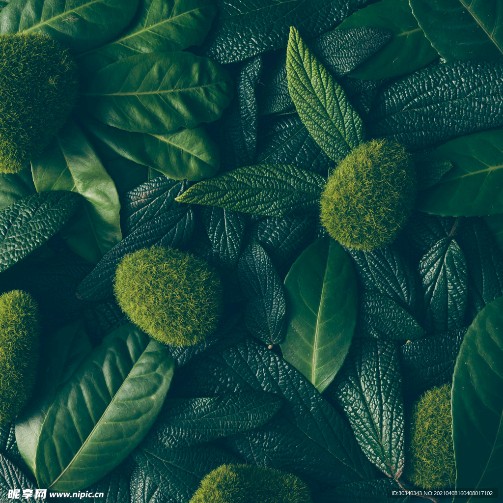 绿色植物