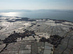 田野